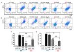 CD4 Antibody in Flow Cytometry (Flow)