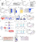 CD25 Antibody in Flow Cytometry (Flow)