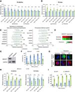 MBOAT1 Antibody in Western Blot (WB)