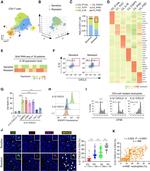CD4 Monoclonal Antibody (RM4-5), PE-Cyanine7, eBioscience™