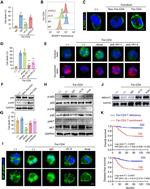 MBOAT1 Antibody in Western Blot (WB)