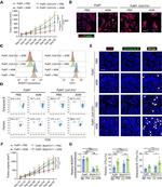 CD71 (Transferrin Receptor) Antibody in Flow Cytometry (Flow)