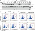 CD9 Antibody in Flow Cytometry (Flow)