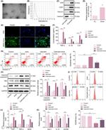 CD29 (Integrin beta 1) Antibody in Flow Cytometry (Flow)