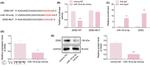 ZEB2 Antibody in Western Blot (WB)