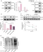 ZEB2 Antibody in Western Blot (WB)