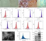 CD105 (Endoglin) Antibody in Flow Cytometry (Flow)