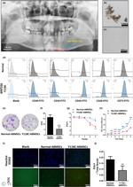CD29 (Integrin beta 1) Antibody in Flow Cytometry (Flow)