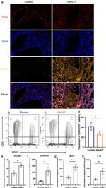 CD31 (PECAM-1) Antibody in Flow Cytometry (Flow)
