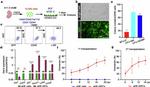 CD44 Antibody in Flow Cytometry (Flow)