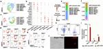 CD41a Antibody in Flow Cytometry (Flow)