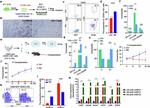 CD27 Antibody in Flow Cytometry (Flow)