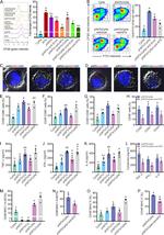 CD80 (B7-1) Antibody in Flow Cytometry (Flow)