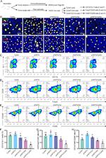 CD206 (MMR) Antibody in Flow Cytometry (Flow)