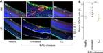 CD45 Antibody in Flow Cytometry (Flow)