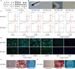 CD45 Antibody in Flow Cytometry (Flow)