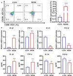 CD206 (MMR) Antibody in Flow Cytometry (Flow)