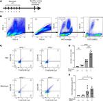 CD278 (ICOS) Antibody in Flow Cytometry (Flow)