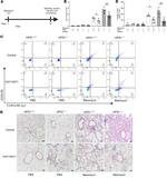 CD278 (ICOS) Antibody in Flow Cytometry (Flow)