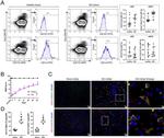 CD141 Antibody in Flow Cytometry (Flow)