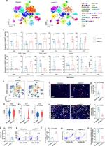CD45 Antibody in Flow Cytometry (Flow)