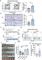 NK1.1 Antibody in Flow Cytometry (Flow)