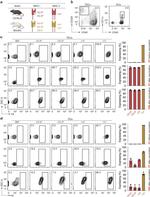 MHC Class I (H-2Kb) Antibody in Flow Cytometry (Flow)