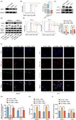 MHC Class I (H-2Kb) Antibody in Flow Cytometry (Flow)
