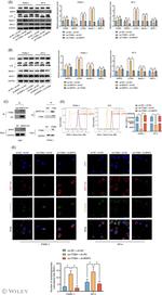 MHC Class I (H-2Kb) Antibody in Flow Cytometry (Flow)