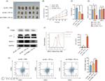 MHC Class I (H-2Kb) Antibody in Flow Cytometry (Flow)