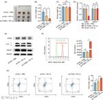 MHC Class I (H-2Kb) Antibody in Flow Cytometry (Flow)