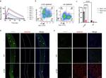 CD31 (PECAM-1) Antibody in Flow Cytometry (Flow)