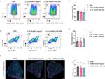 CD31 (PECAM-1) Antibody in Flow Cytometry (Flow)