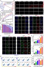 MHC Class I (H-2Kd/H-2Dd) Antibody in Flow Cytometry (Flow)