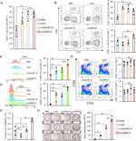 CD8a Antibody in Flow Cytometry (Flow)