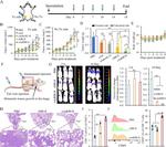 CD8a Antibody in Flow Cytometry (Flow)