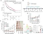 CD8a Antibody in Flow Cytometry (Flow)