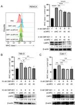 HLA-ABC Antibody in Flow Cytometry (Flow)