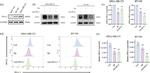 CD274 (PD-L1, B7-H1) Antibody in Flow Cytometry (Flow)