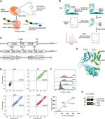 CD3e Antibody in Flow Cytometry (Flow)