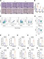 CD4 Antibody in Flow Cytometry (Flow)