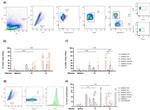 CD4 Antibody in Flow Cytometry (Flow)