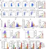 CD8a Antibody in Flow Cytometry (Flow)