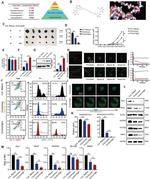 CD11b Antibody in Flow Cytometry (Flow)