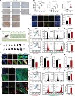 CD11b Antibody in Flow Cytometry (Flow)