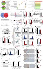 CD11b Antibody in Flow Cytometry (Flow)