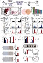 CD11b Antibody in Flow Cytometry (Flow)