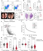 CD11b Antibody in Flow Cytometry (Flow)