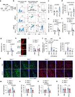 CD11b Antibody in Flow Cytometry (Flow)