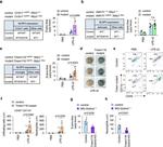 CD11b Antibody in Flow Cytometry (Flow)